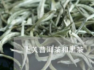 下关普洱茶和黑茶/2023041167269