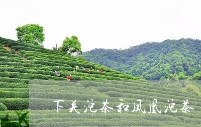 下关沱茶和凤凰沱茶/2023032130481