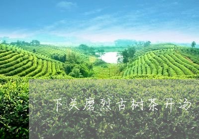 下关磨烈古树茶开汤/2023032270593