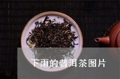 下雨的普洱茶图片/2023041196370