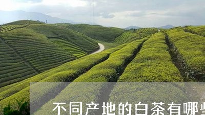 不同产地的白茶有哪些特征/2023040194729