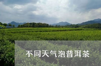 不同天气泡普洱茶/2023041031806