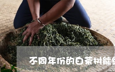 不同年份的白茶树能结果吗/2023040106359