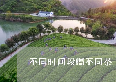 不同时间段喝不同茶/2023041483727