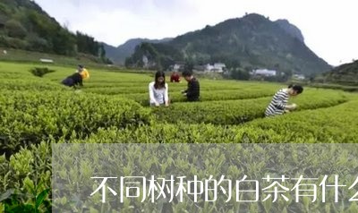 不同树种的白茶有什么区别/2023040154817