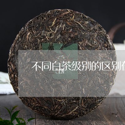 不同白茶级别的区别在哪儿/2023040151585