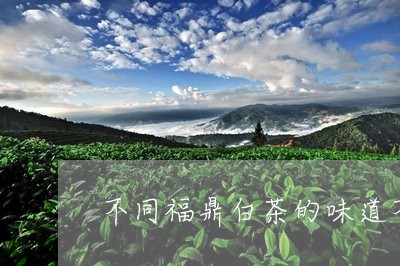 不同福鼎白茶的味道不一样/2023040157362