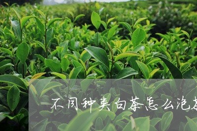 不同种类白茶怎么泡茶好喝/2023040152705