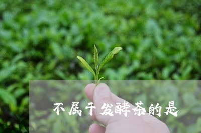 不属于发酵茶的是/2023032541724