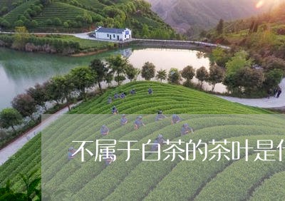 不属于白茶的茶叶是什么茶/2023040180695