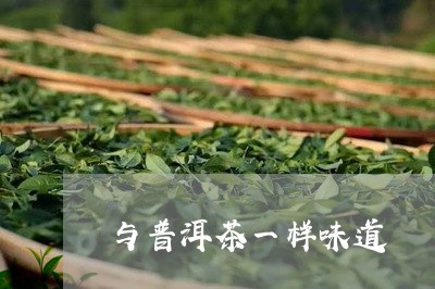 与普洱茶一样味道/2023041471513