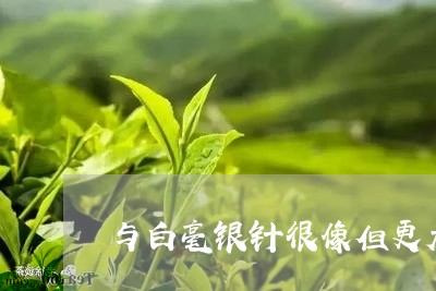 与白毫银针很像但更大的茶/2023040137370