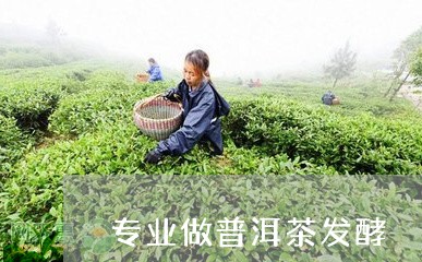 专业做普洱茶发酵/2023041425381