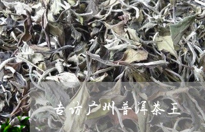 专访广州普洱茶王/2023040980512