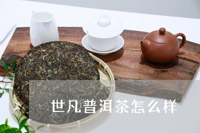 世凡普洱茶怎么样/2023031716371