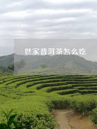 世家普洱茶怎么吃/2023040968471