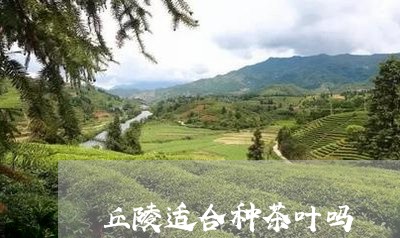 丘陵适合种茶叶吗/2023032642504