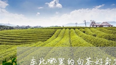 东北哪里的白茶好卖又好喝/2023033184159