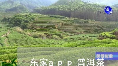 东家app普洱茶/2023041030824