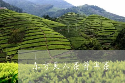 东方美人茶普洱茶/2023041268305