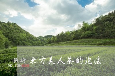 东方美人茶的泡法/2023032447159