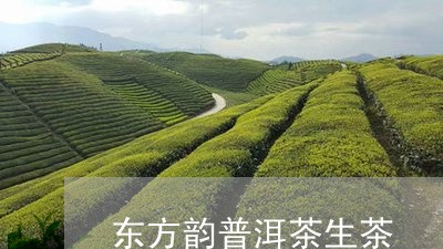 东方韵普洱茶生茶/2023031646481