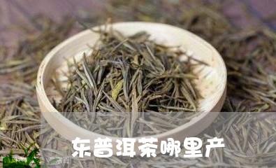 东普洱茶哪里产/2023041255161