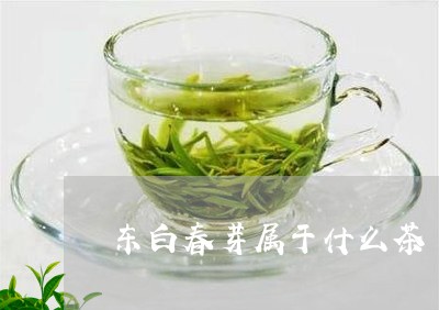 东白春芽属于什么茶/2023041567358