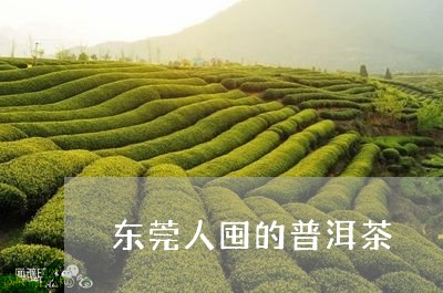 东莞人囤的普洱茶/2023040168374