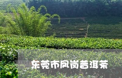 东莞市凤岗普洱茶/2023040121724