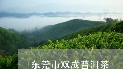 东莞市双成普洱茶/2023033097272