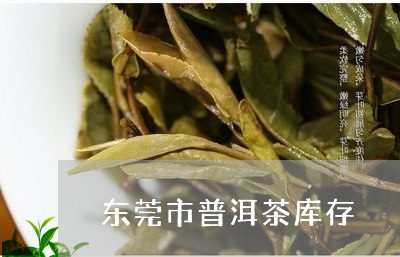 东莞市普洱茶库存/2023031703816