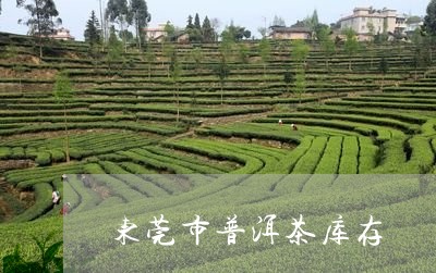 东莞市普洱茶库存/2023041378472