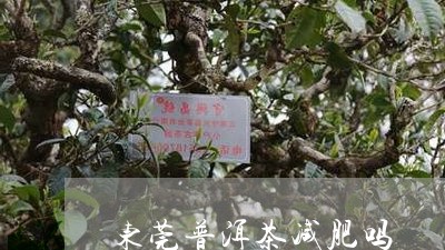 东莞普洱茶减肥吗/2023031836359