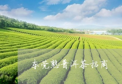 东莞熟普洱茶招商/2023032904281