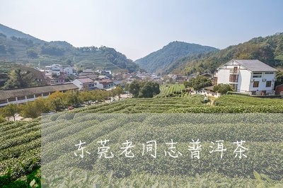 东莞老同志普洱茶/2023041037263