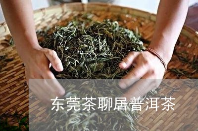 东莞茶聊居普洱茶/2023041146248