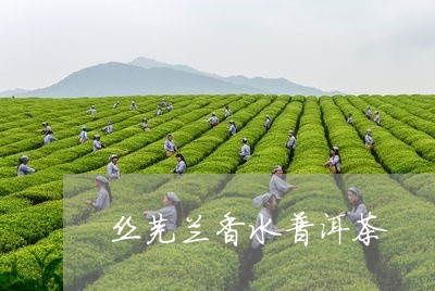 丝芙兰香水普洱茶/2023041319470