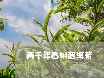 两千年古树普洱茶/2023033013936