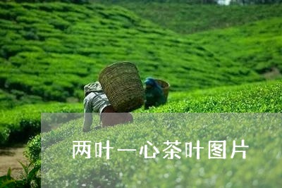 两叶一心茶叶图片/2023032583727