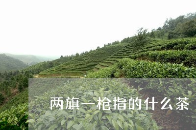 两旗一枪指的什么茶/2023041571614