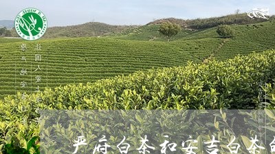 严府白茶和安吉白茶的区别/2023033172693