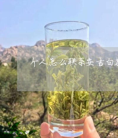 个人怎么联系安吉白茶茶农/2023033180503