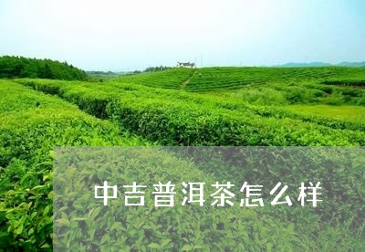 中吉普洱茶怎么样/2023033042925