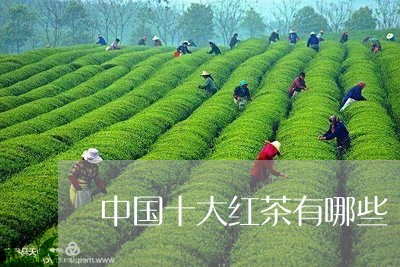 中国十大红茶有哪些/2023041716158