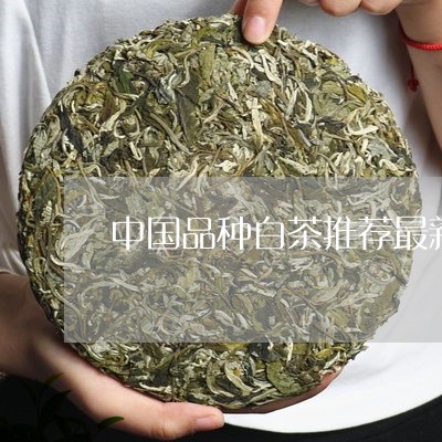 中国品种白茶推荐最新产品/2023040100692