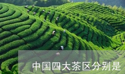 中国四大茶区分别是/2023041669591