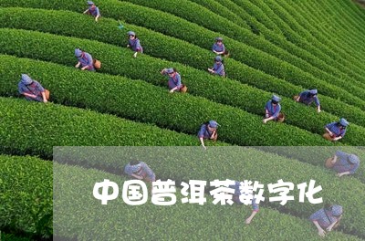 中国普洱茶数字化/2023041331716