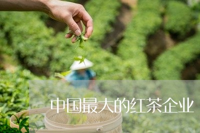 中国最大的红茶企业/2023041575139