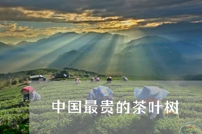 中国最贵的茶叶树/2023032593038